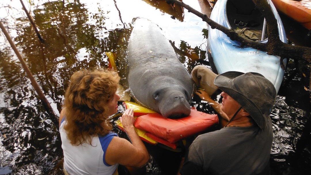 manatee being rescued for red tide exposure in 2013 and suffering from red tide exposure. These photos would need to be credited to Tim Martell