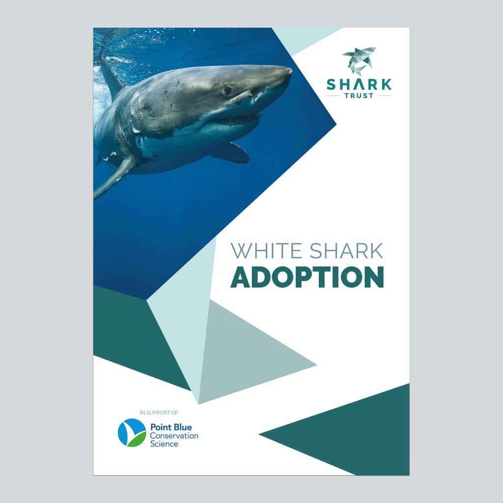white_shark_adoption_pack_4472x4472_web1_1024x1024