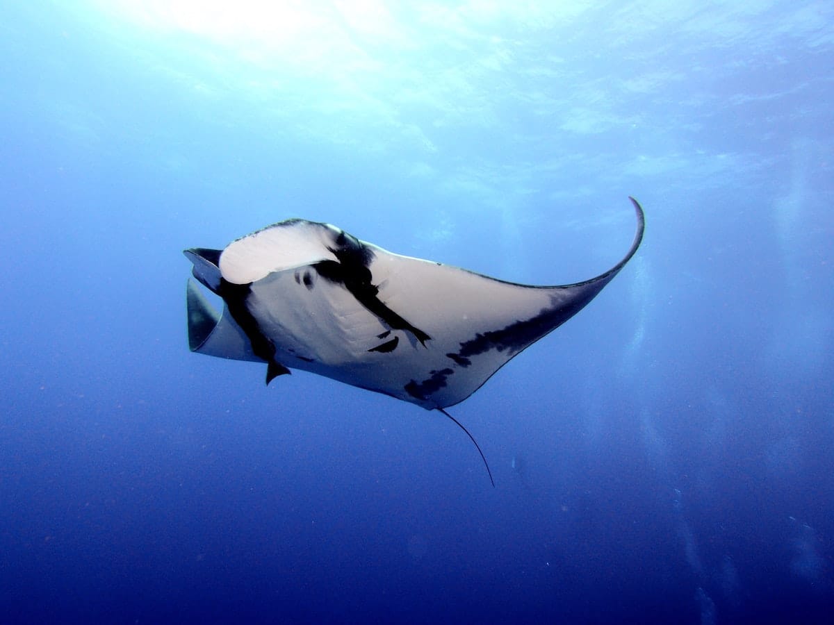 New Study Makes Big Splash in Manta Ray Conservation, Nature and Wildlife