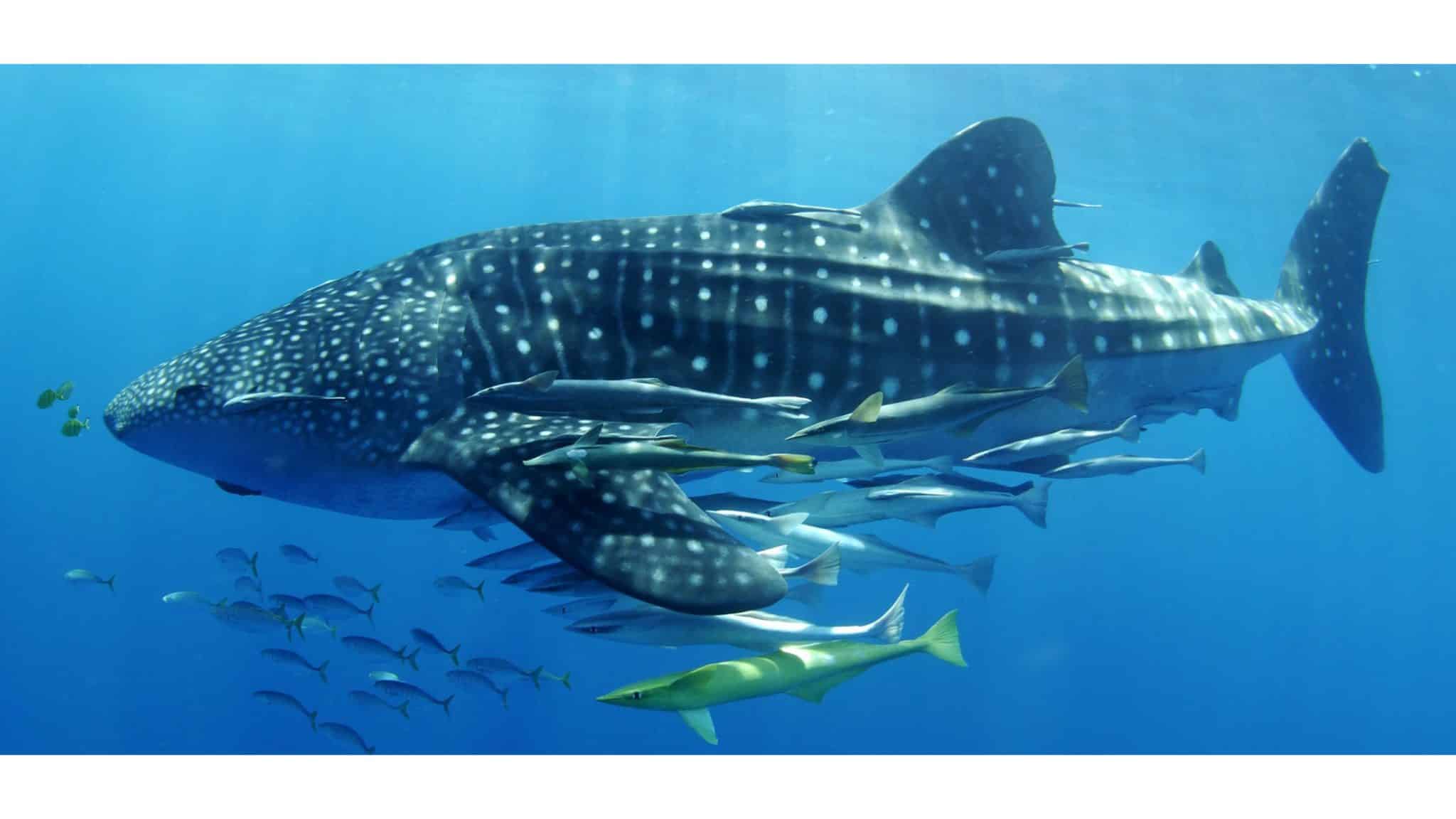 Image-copyright-Stella-Diamant-The-Madagascar-Whale-Shark-Project-5