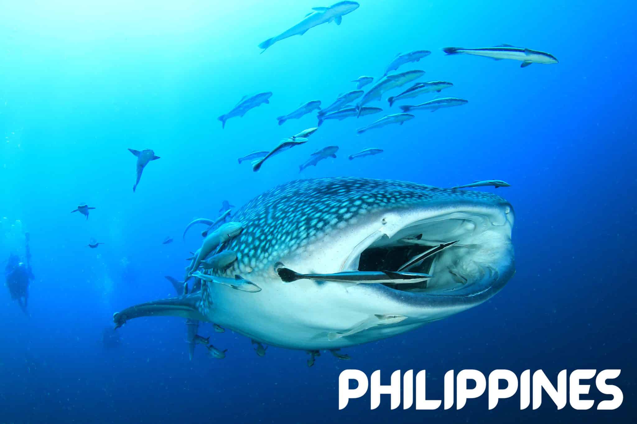 Five best places to find Big Fish in the Philippines
