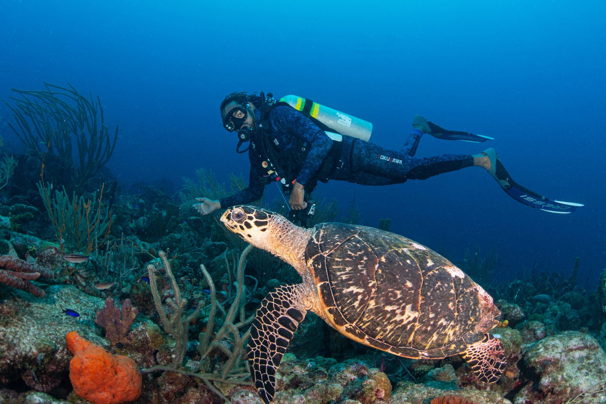 Turtles are abundant on the reefs and wrecks