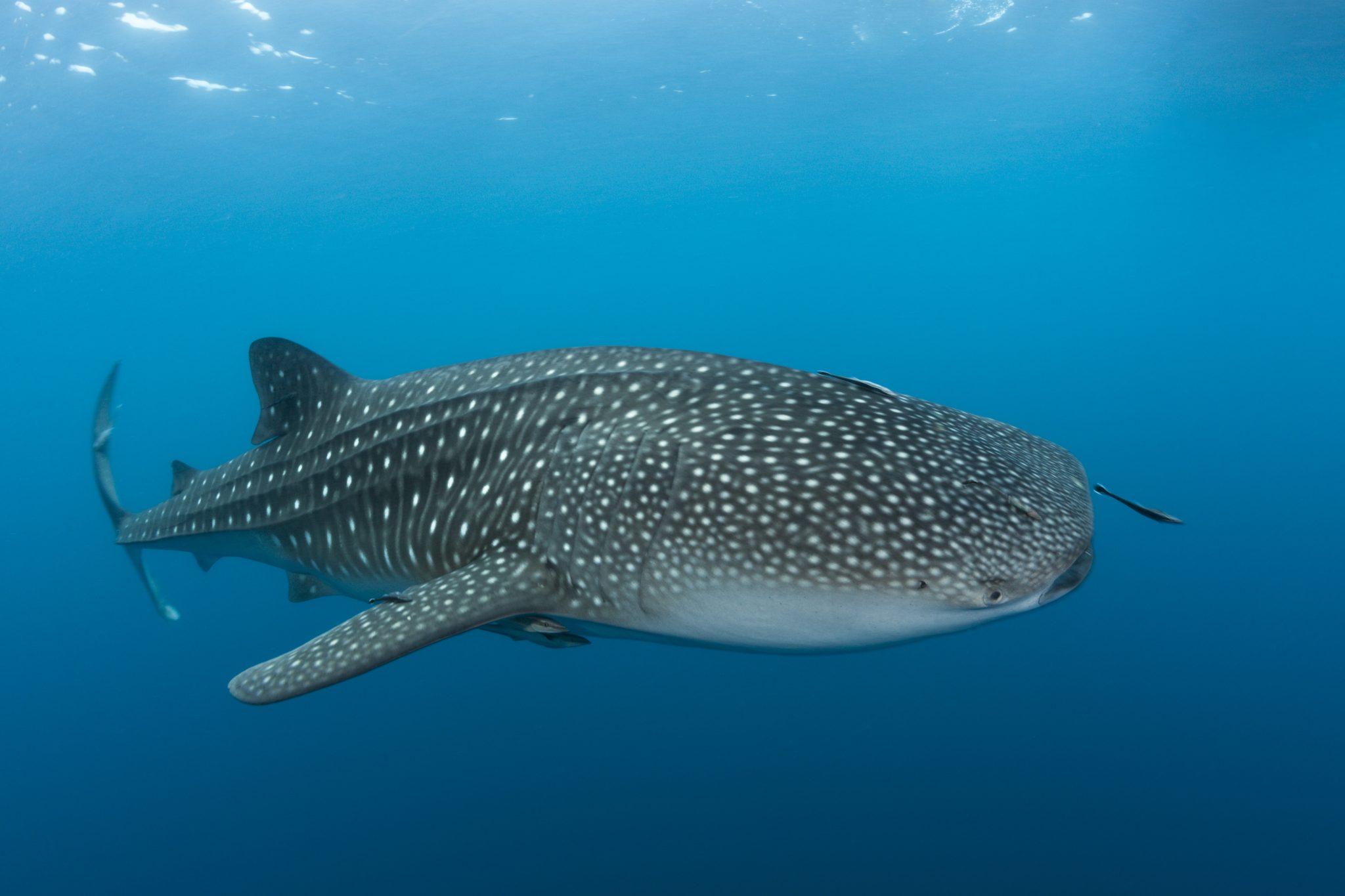 Whale Shark, Thailand