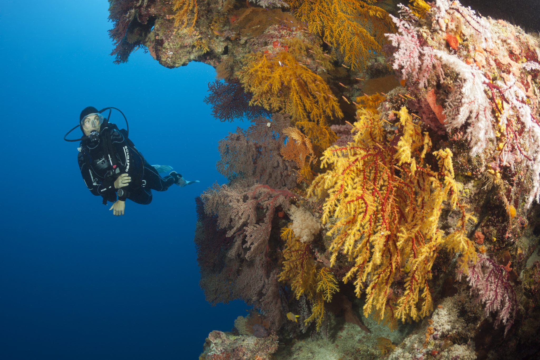 Scuba Diver over Coral Reef, Australia