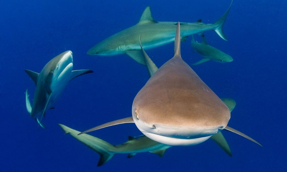 Caribbean Reef Shark
