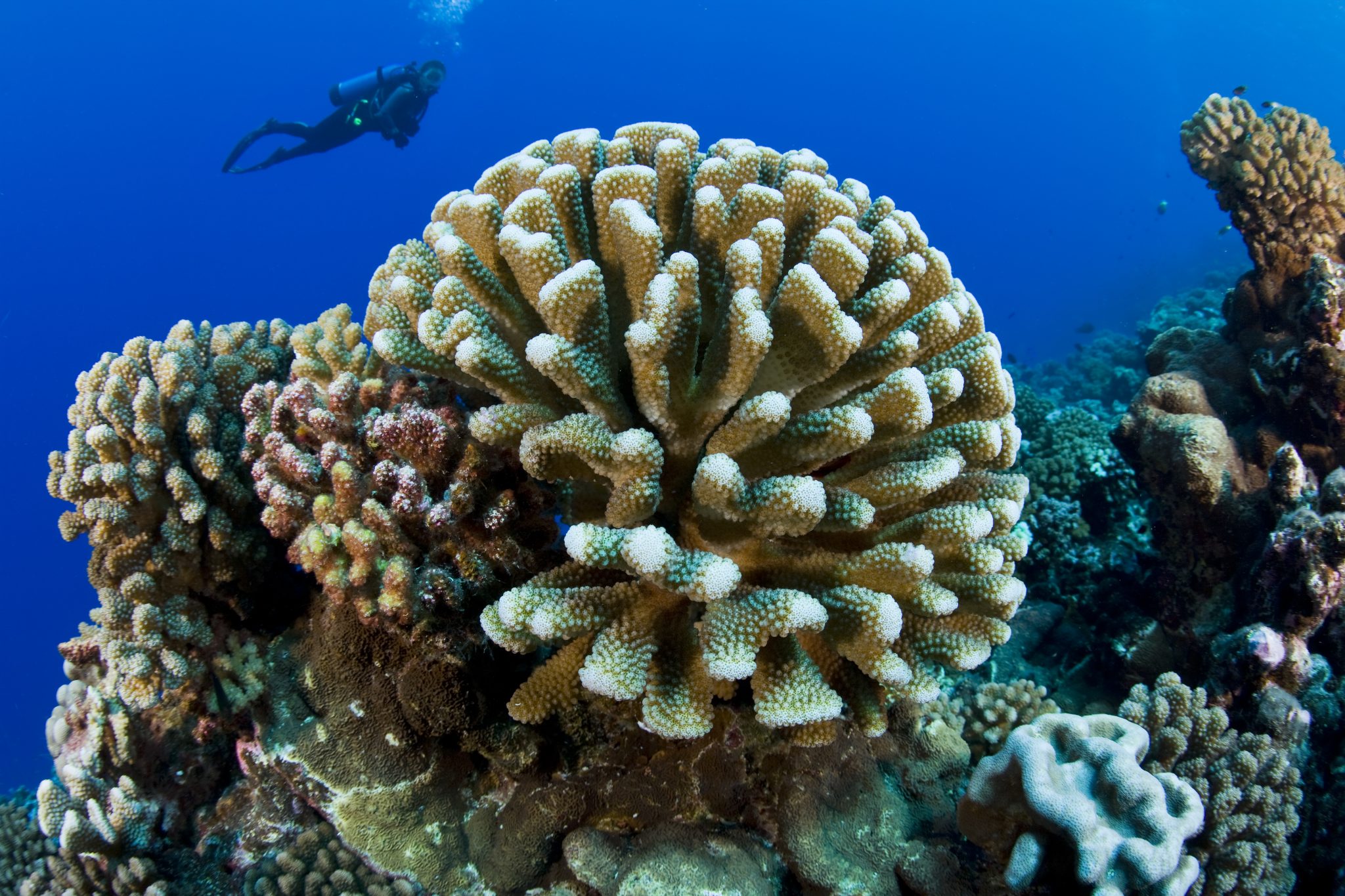 scuba diver and antler coral, Pocillopor……….