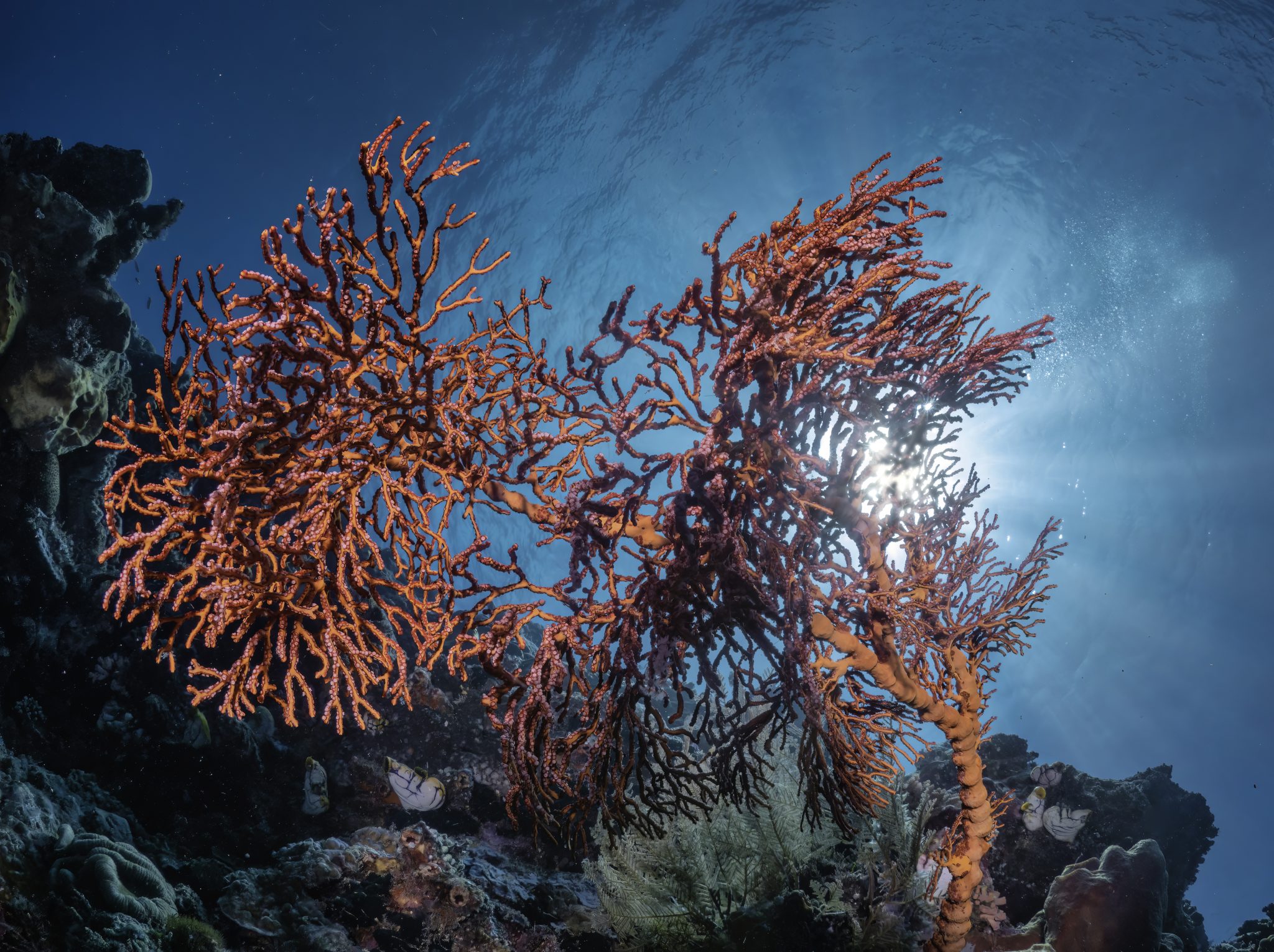 underwater photography workshop