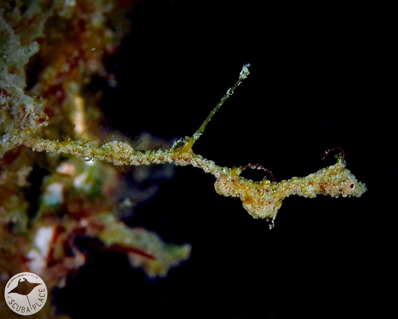 lembeh