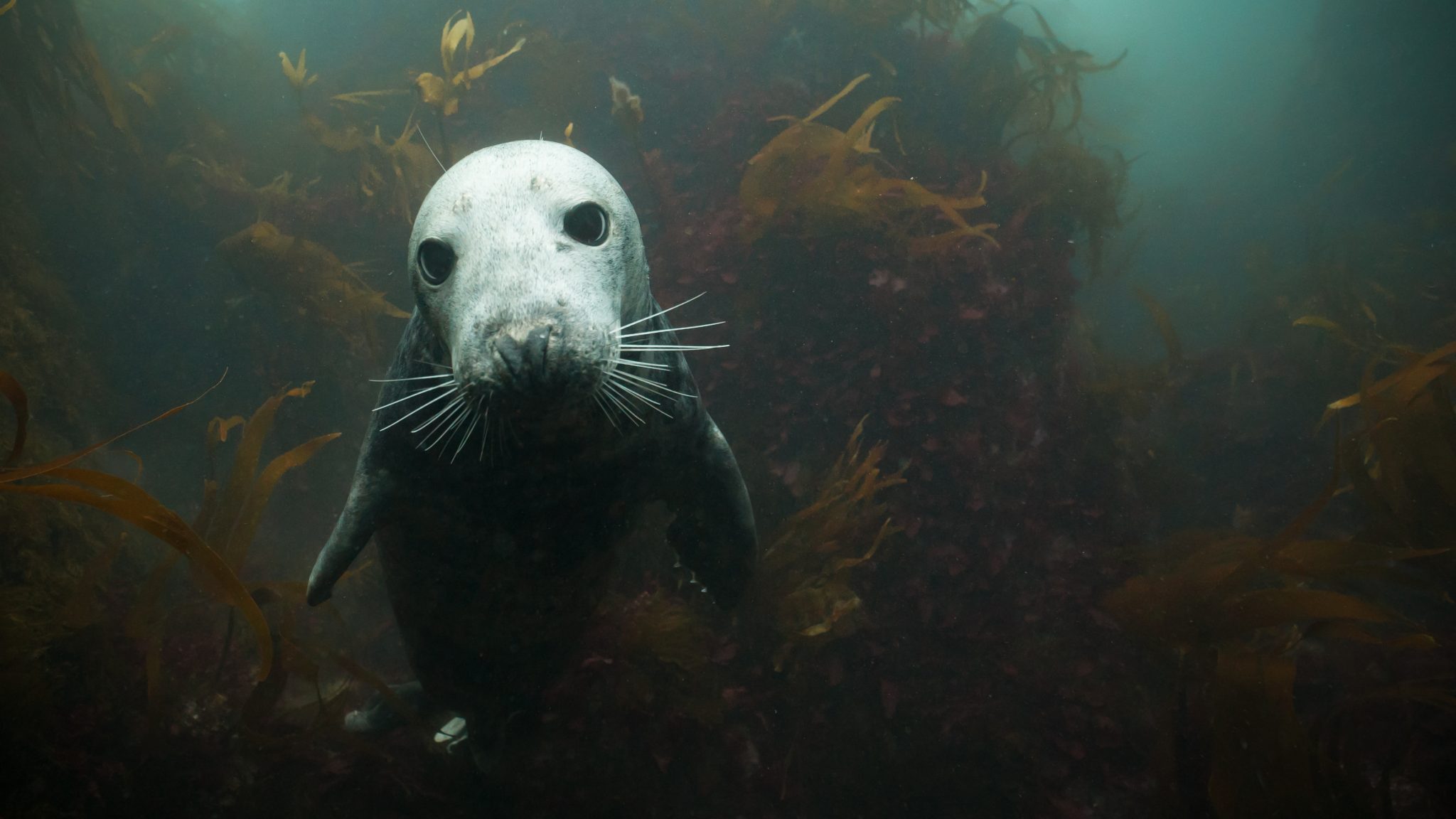 diving with seals