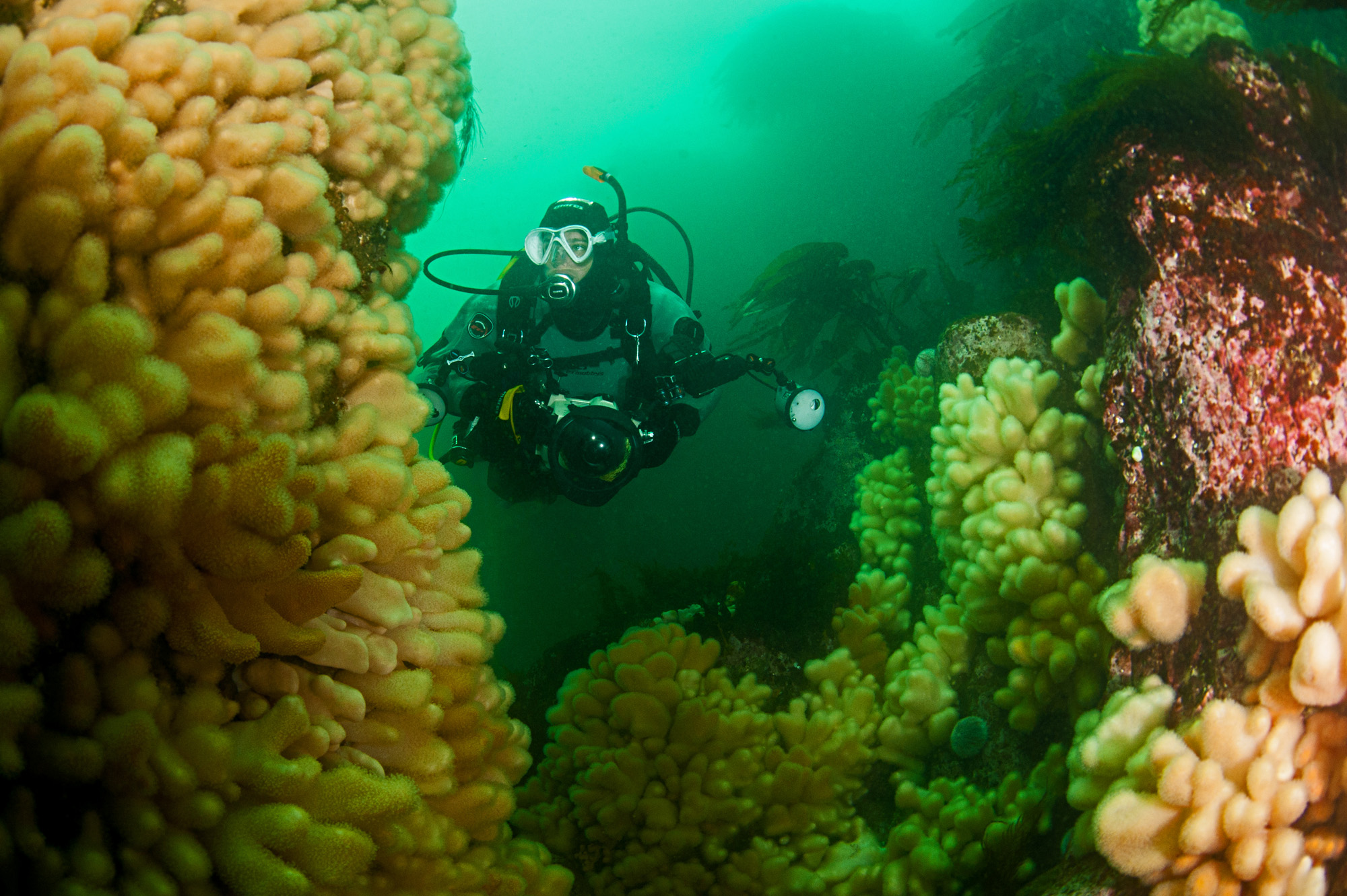 british diving